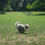 Dino in last park 2