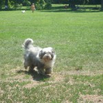 Dino in last park 3