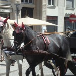 Horses with Ear covers